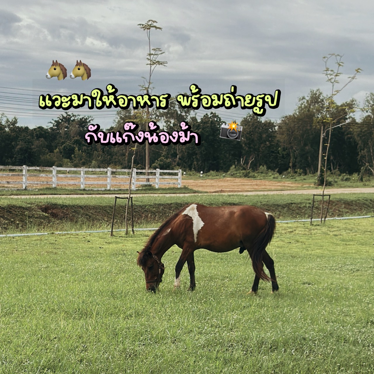ฟาร์มมหาวิทยาลัยมหาสารคาม